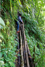 Trail Along Steep Cliff with Bamboo Sections